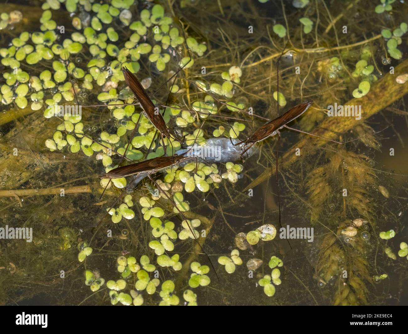 view from above of a group of aquatic water striders (Gerridae species) of different development stages feeding on a dead three-spined stickleback fis Stock Photo