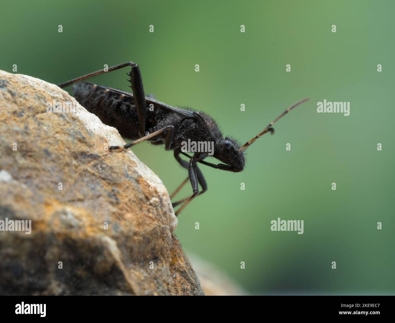 close-up side view of an adult masked hunter assassin bug (Reduvius personatus) crawling on a rock Stock Photo