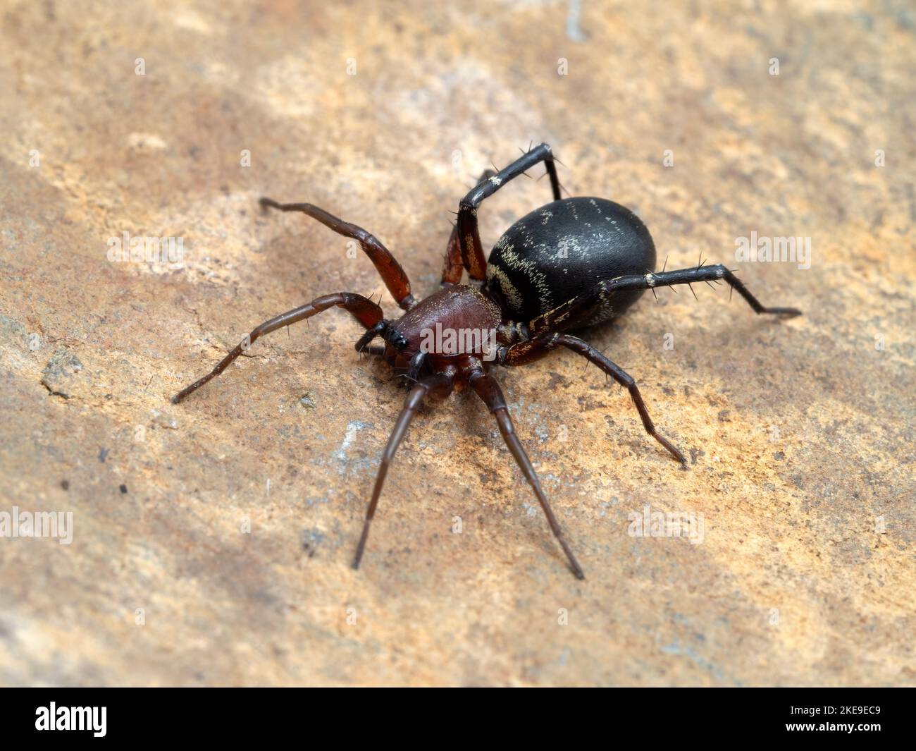 3/4 view of a pretty female long-palped ant-mimic sac spider, Castianeira longipalpas, crawling on a piece of rock Stock Photo