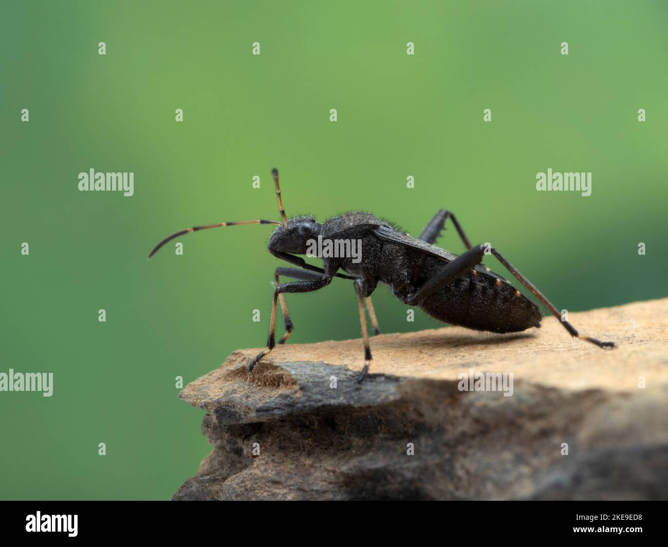 side view of a hairy, black and yellow masked hunter assassin bug (Reduvius personatus) with its long pointed proboscis folded under its body Stock Photo