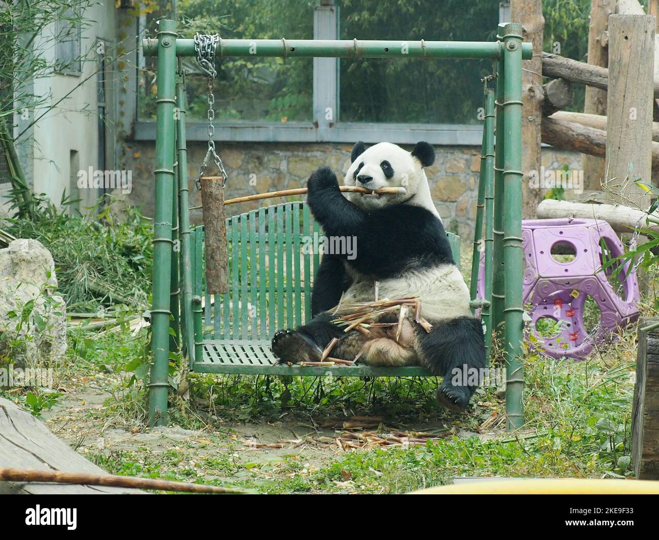 Exaping Adorable giant pandas are climbing and playing in the Beijing Zoo ...