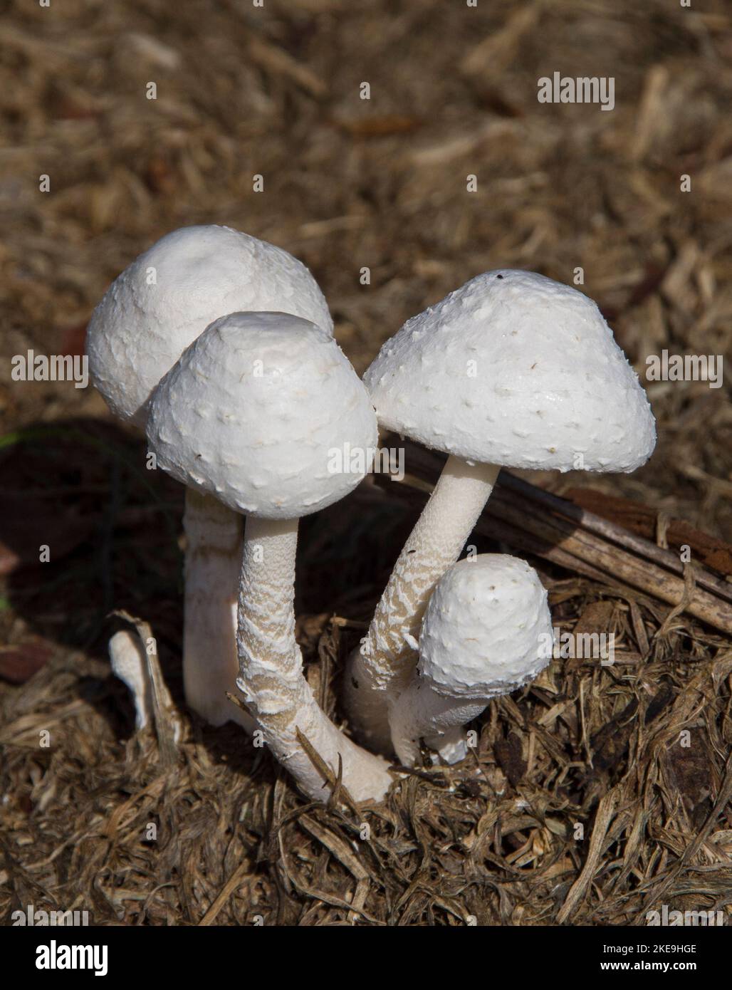 Group of White Parasol fungi, Macrolepiota dolichaula,growing in Queensland garden, Australia. Mushrooms have attractive textured surface. Stock Photo