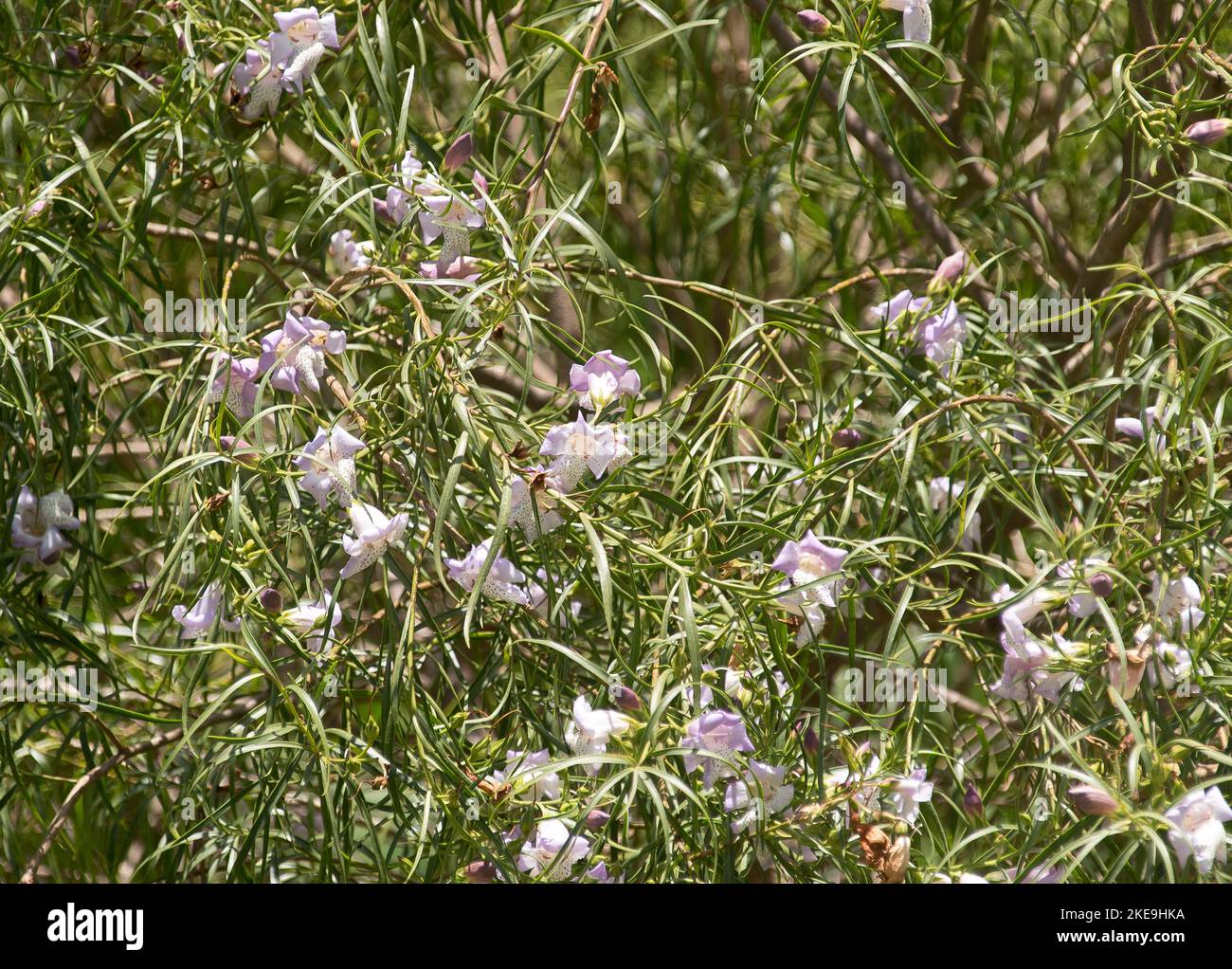 Full-frame of Australian native Eremophila bignoniiflora, Bignonia Emu Bush, in Queensland Garden. Weeping shrub with delicate spotted   flowers. Stock Photo