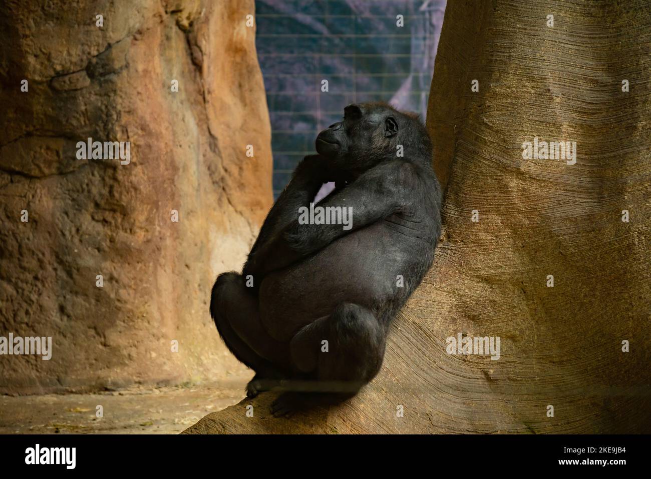 Black Gorilla Sits Leaning Against Stone Wall And Looks Thoughtfully In Other Direction. He Props His Muzzle With His Paw And Sighs Heavily. Stock Photo