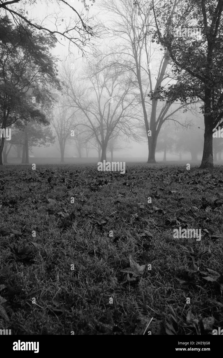 Look vertical trees Black and White Stock Photos & Images - Alamy