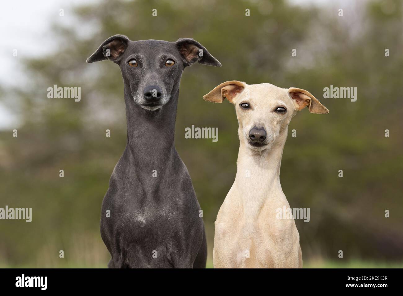 2 Italian Greyhounds Stock Photo Alamy