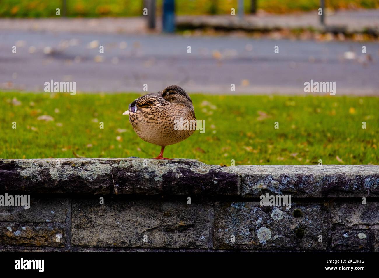 wild duck sitting on one leg at small lake Stock Photo Alamy