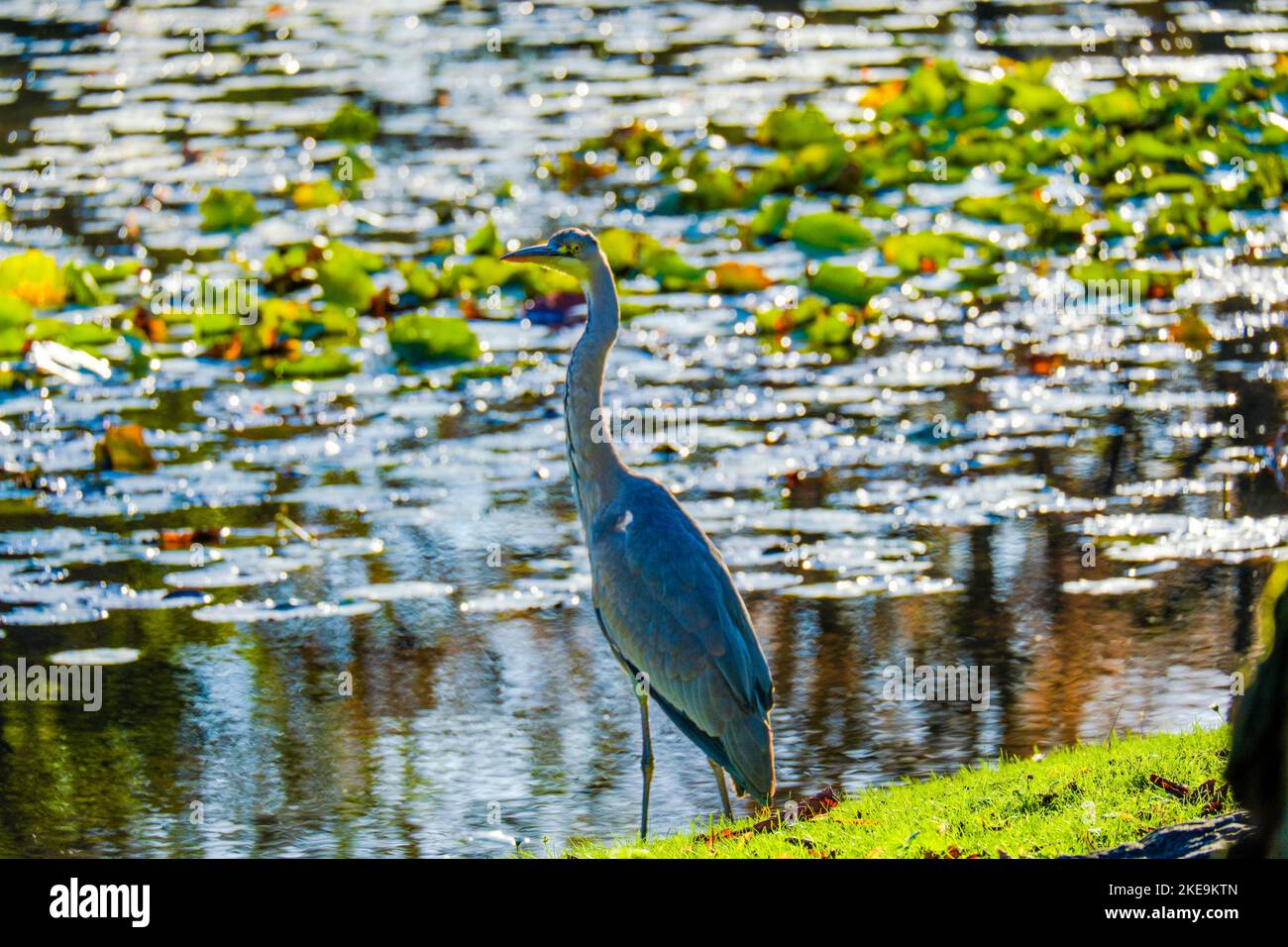 Great grey heron water fishing bird hunting at lake Stock Photo