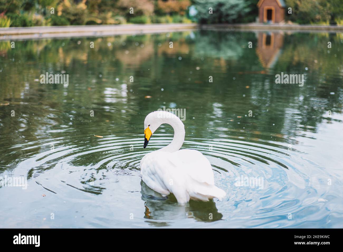 The swan swims in the pond Stock Photo - Alamy