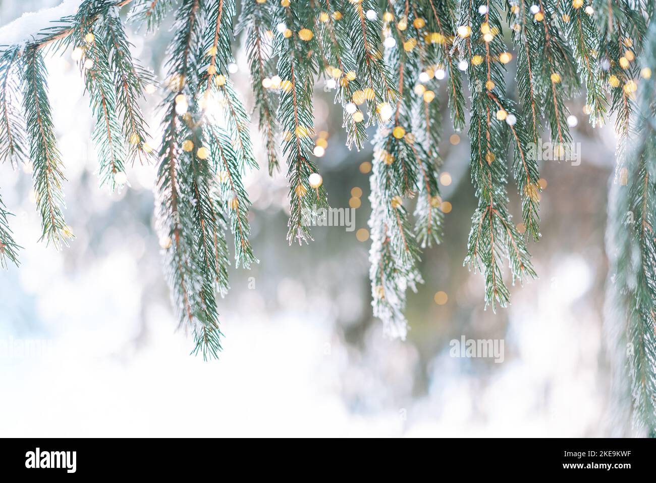 Snowy branches of Christmas trees with lights from garlands under the