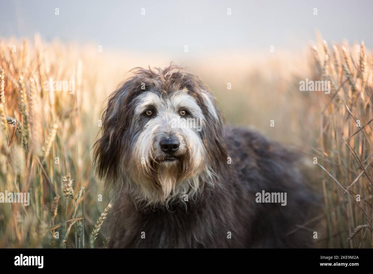German sheeppoodle hi-res stock photography and images - Alamy
