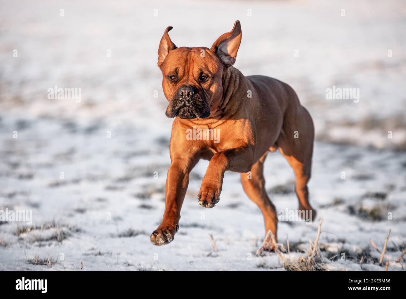 Boxer Terrier Lab Boxer labrador retriever hi-res stock photography and images - Alamy
