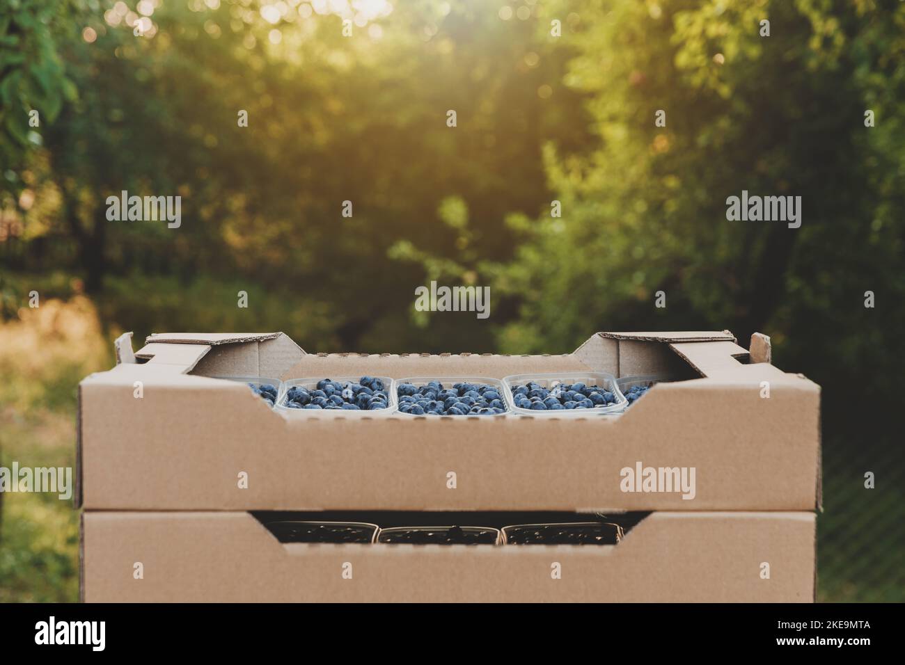 Shipping of blueberry in box or crate with many plastic containers of