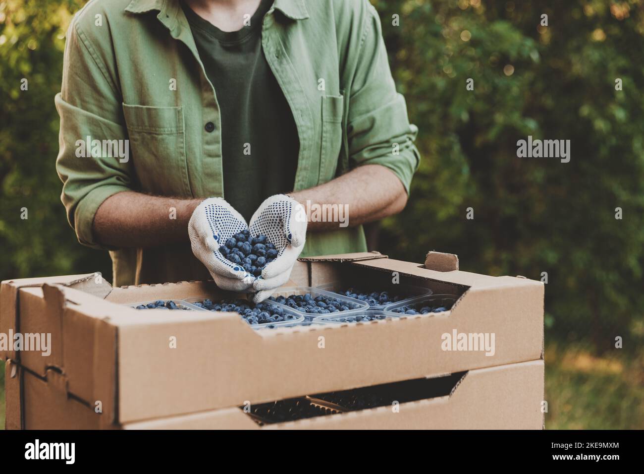 Hands of man wears green clothes holding many large blueberries over cardboard box or crate full of plastic containers with blueberry. Berry shipping, delivery concept. Seller showcase the product Stock Photo