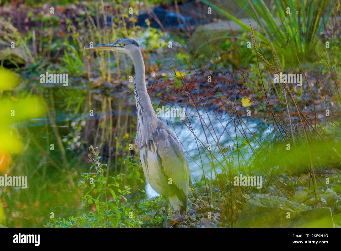 Great grey heron water fishing bird hunting at lake Stock Photo
