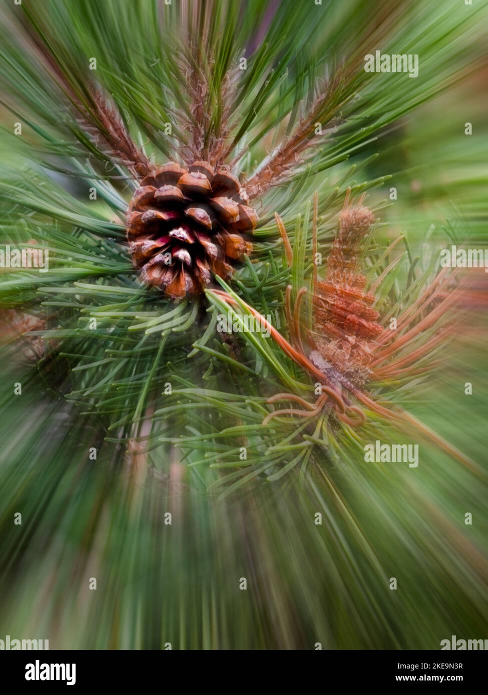 Pine cone close up hi-res stock photography and images - Alamy