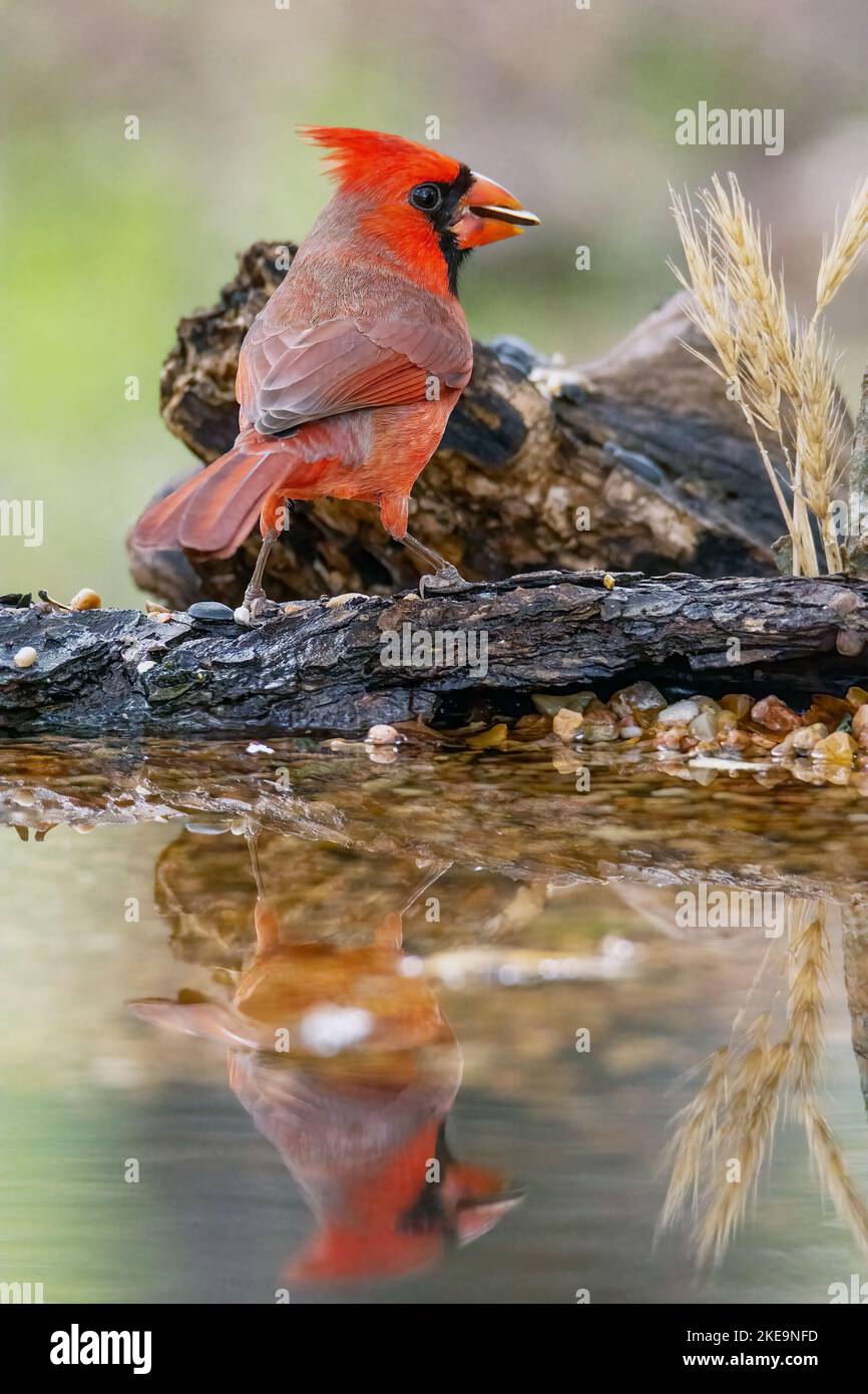 Cardinal Seeing Reflection Northern cardinal cardinalis flying hi-res stock photography and images ...