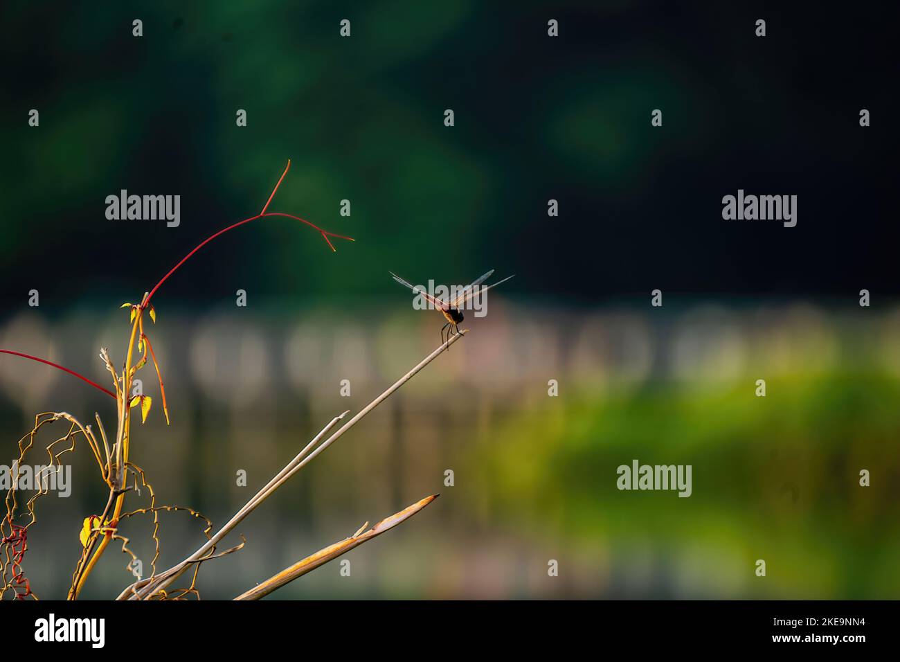 A shallow focus shot of Dragonfly standing on twig plant with blur ...