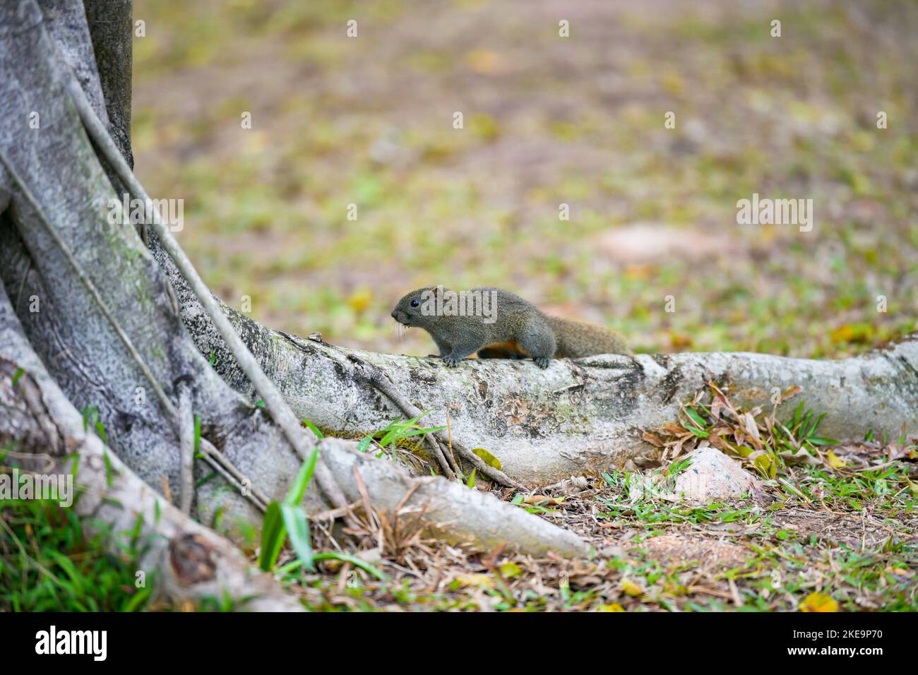 Root Squirrel A selective focus shot of a furry squirrel walking on tree roots ...