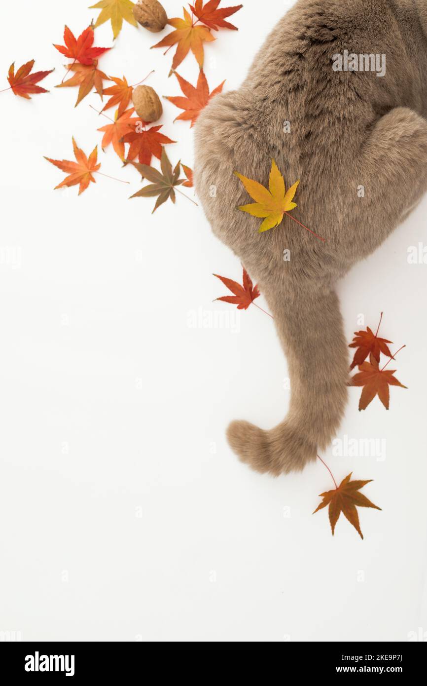 Cats tail on white background. Scottish cat with autumnal fall leaves Stock Photo