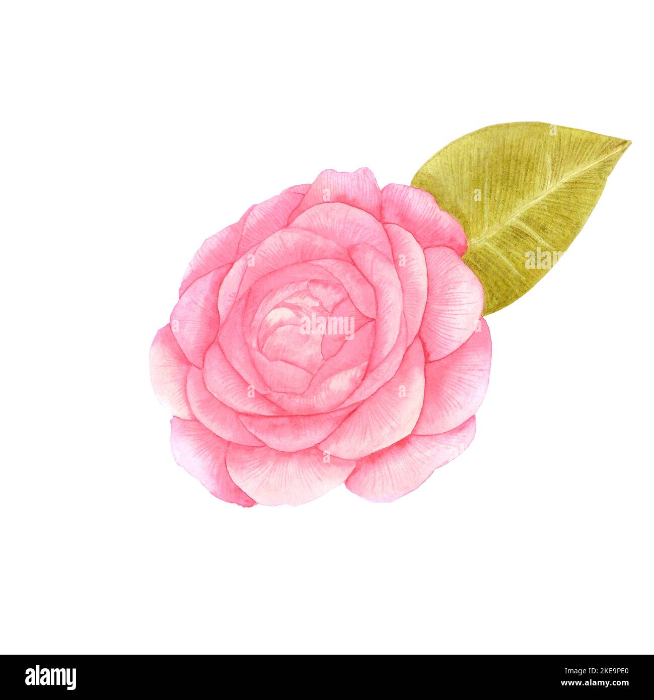Handdrawn Watercolor pink rose with green leaves on the white ...