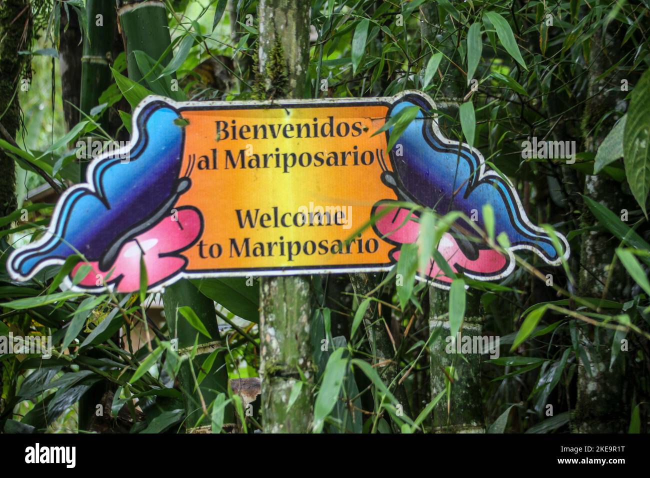 the Mindo Mariposario Butterfly Farm, Mindo Valley, Ecuador Stock Photo