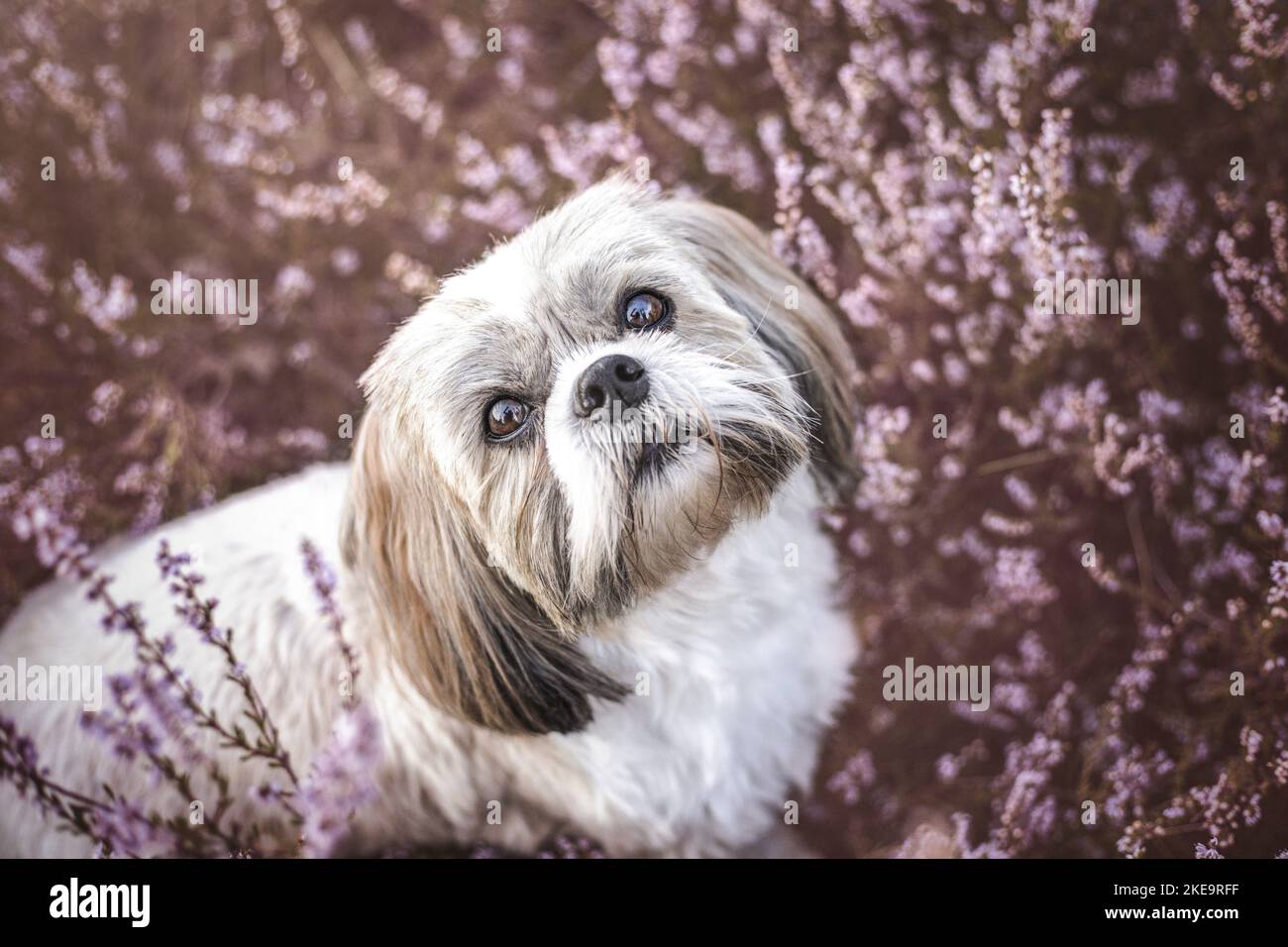 Shih Tzu in the summer Stock Photo