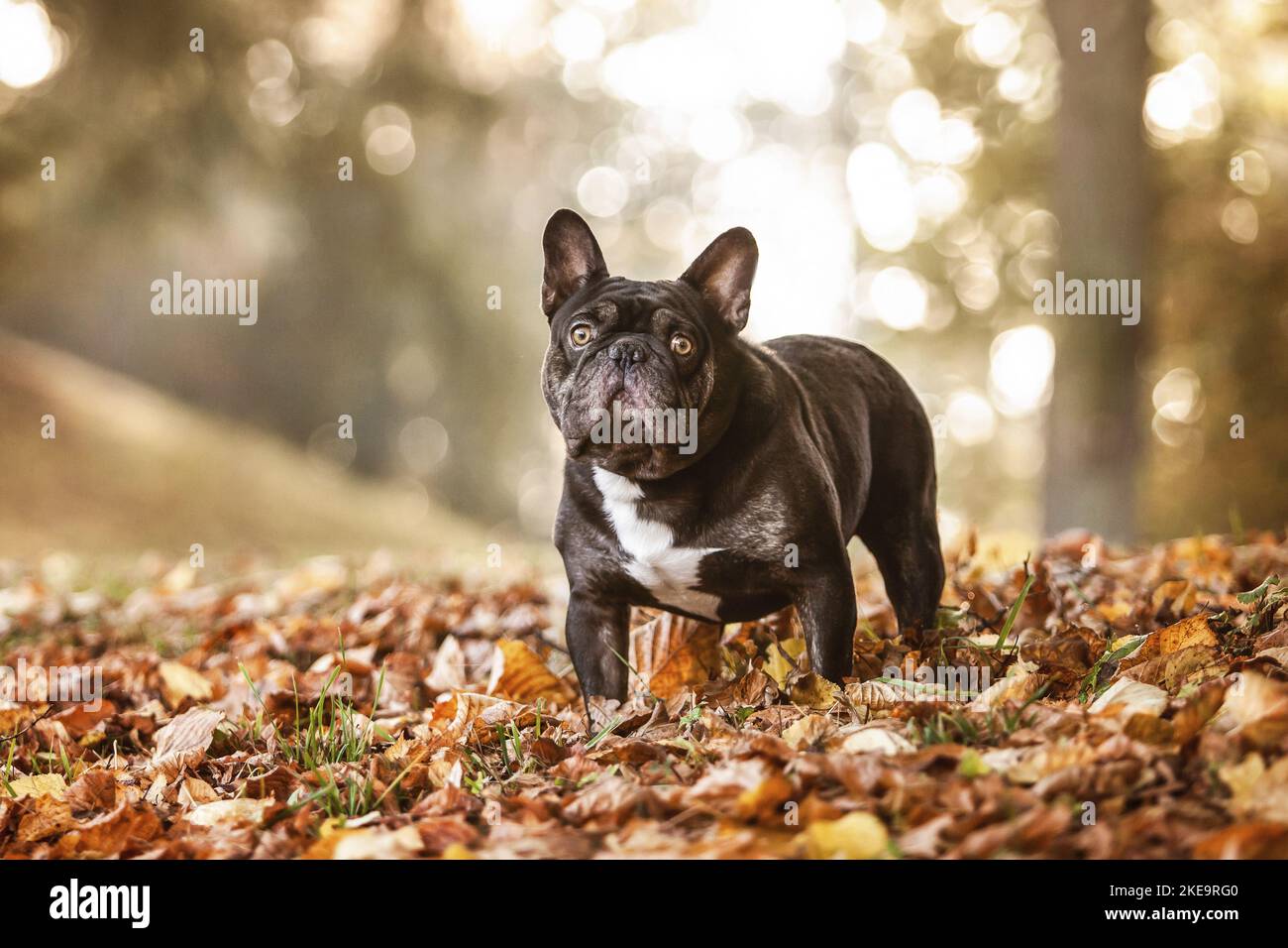 standing French Bulldog Stock Photo