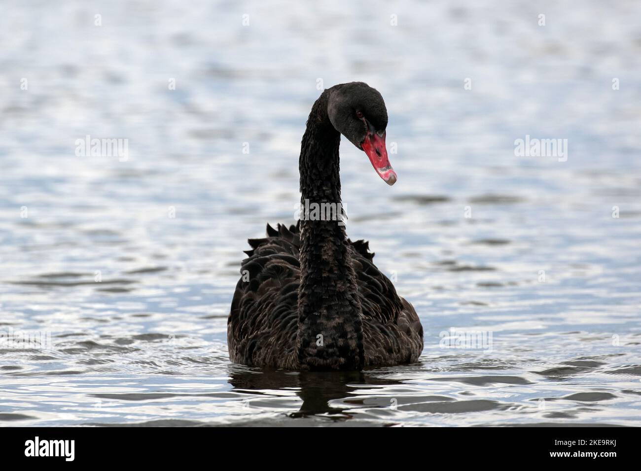 Black Swans, Sturt Pond, Keyhaven, Pennington Marshes nature reserve Stock Photo