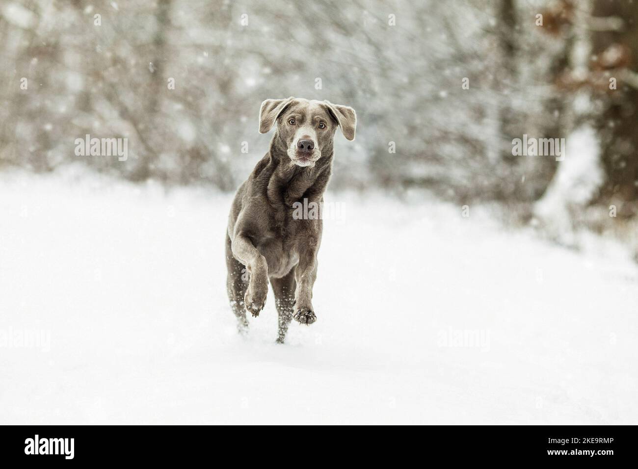 Labrador Retriever in the snow Stock Photo