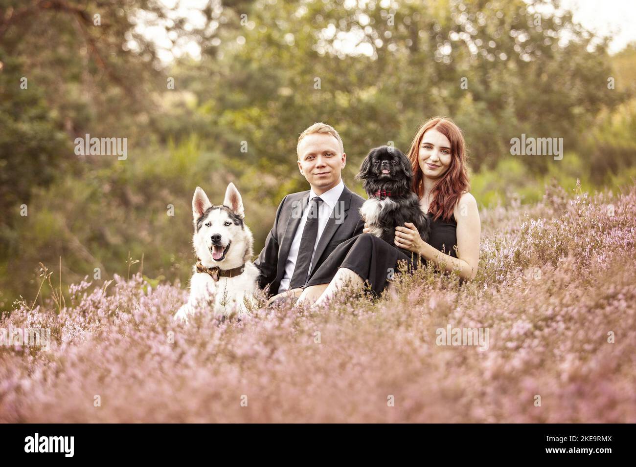 2 dogs Stock Photo