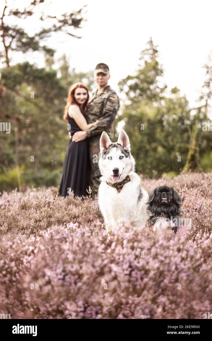 2 dogs Stock Photo