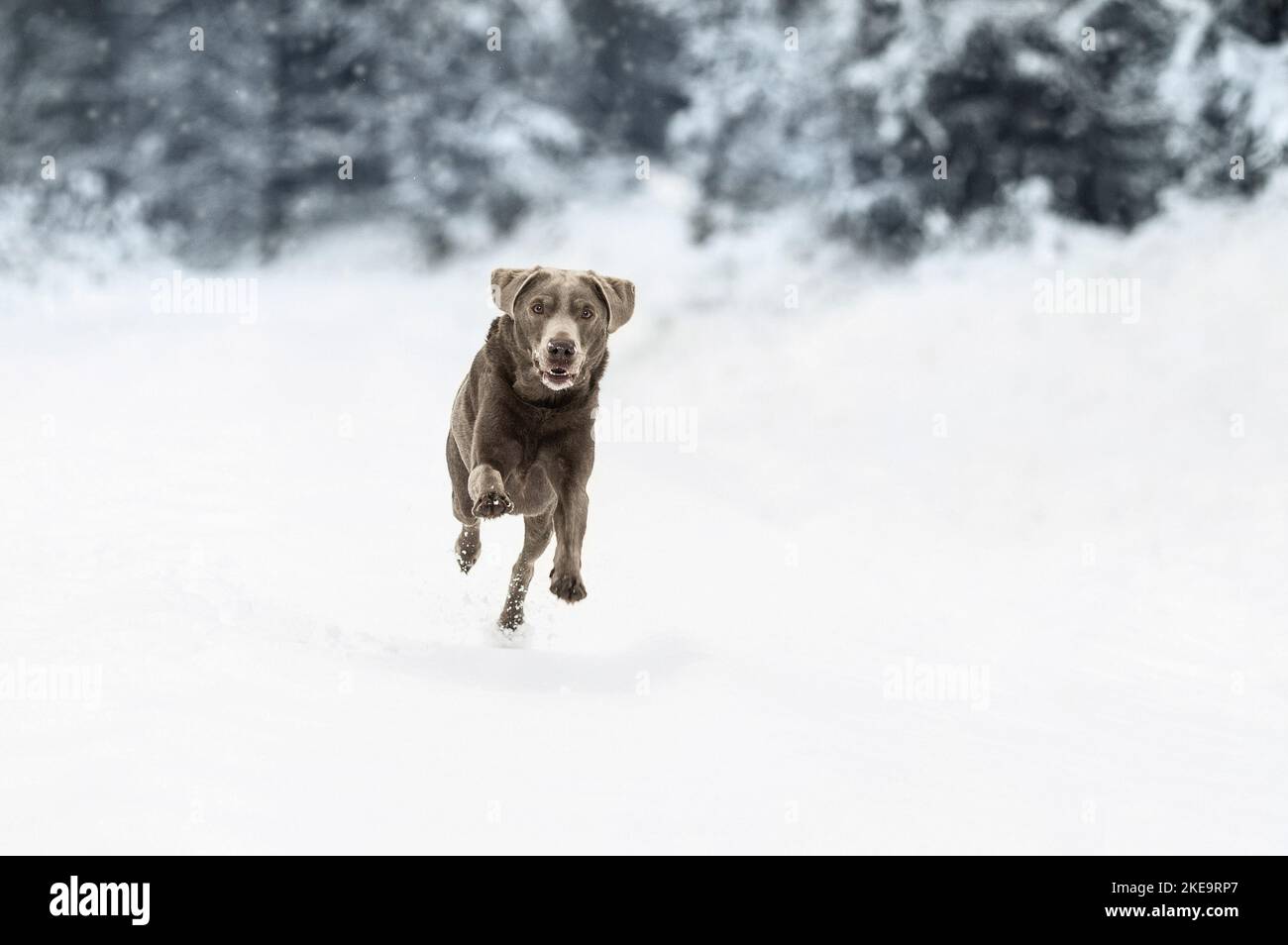 Labrador Retriever in the snow Stock Photo