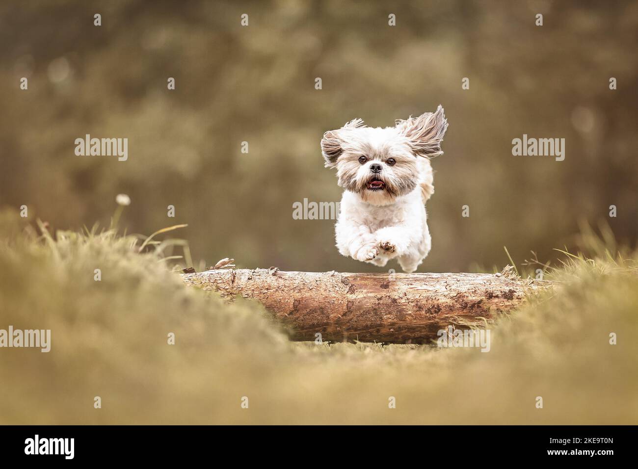 Shih Tzu in the summer Stock Photo