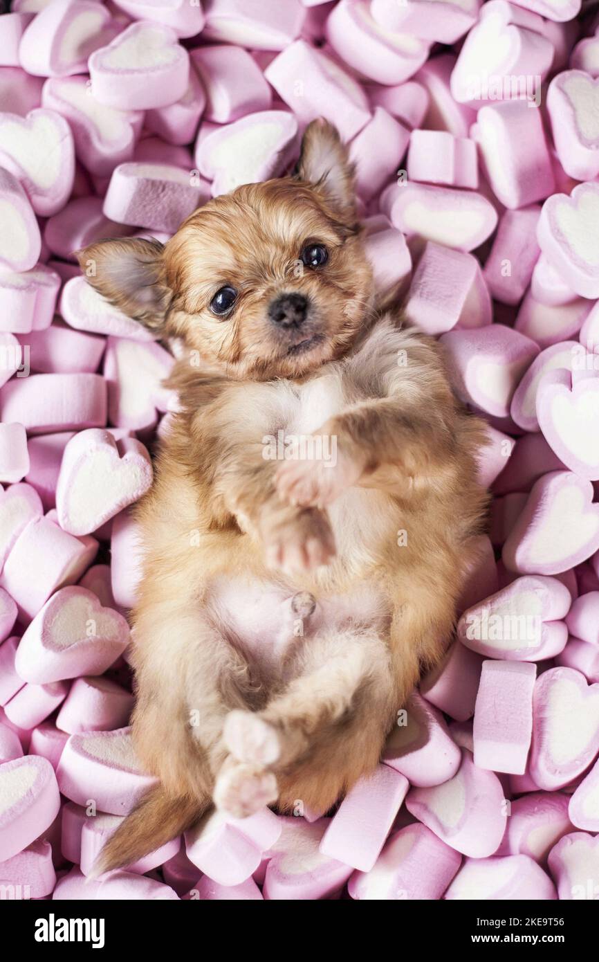 Chihuahua-Mongrel Puppy Stock Photo