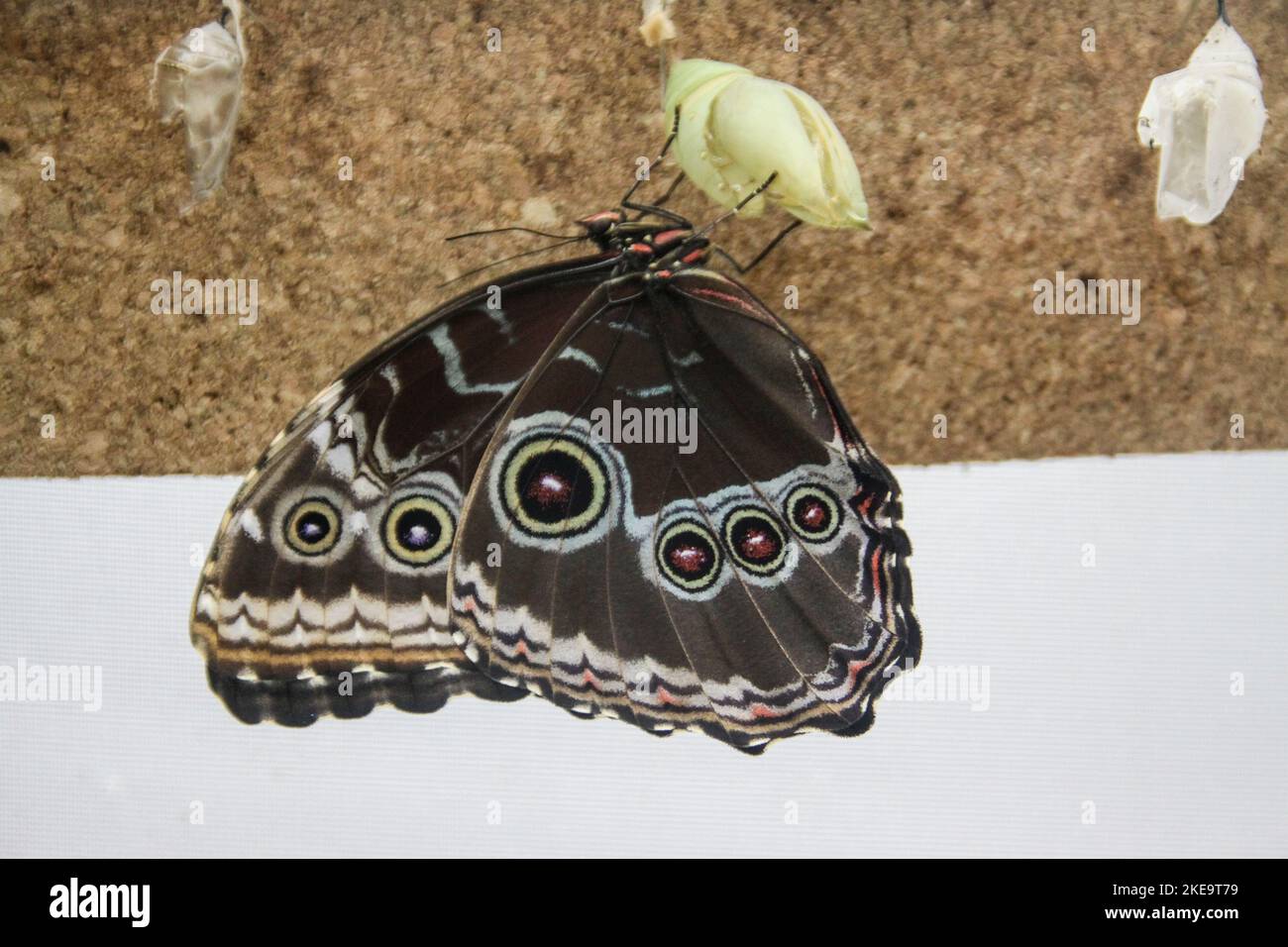 Granada morpho butterfly (Morpho granadensis) at the Mindo Mariposario Butterfly Farm, Mindo Valley, Ecuador Stock Photo