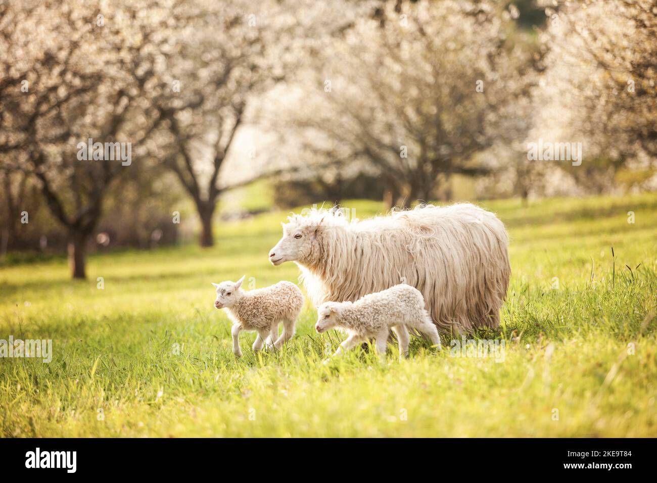 white-polled-heath-stock-photo-alamy