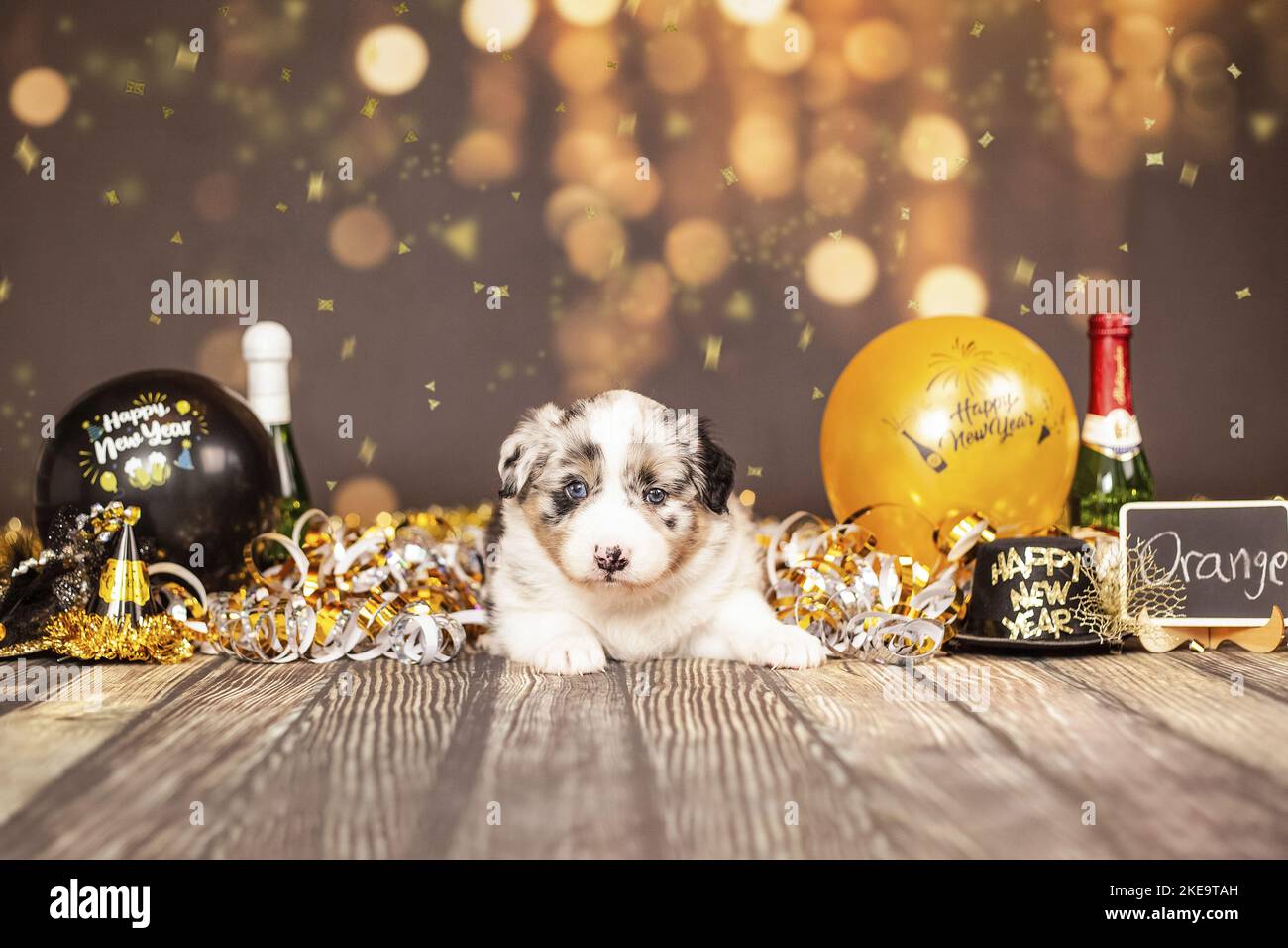 Confetti australian shepherd hires stock photography and images Alamy