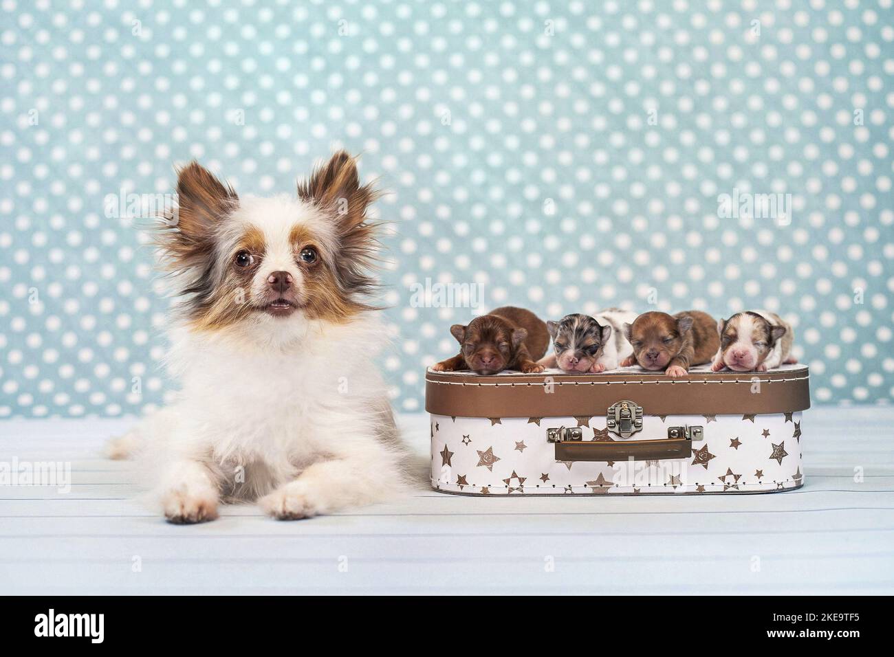 Chihuahua-Mongrels Stock Photo
