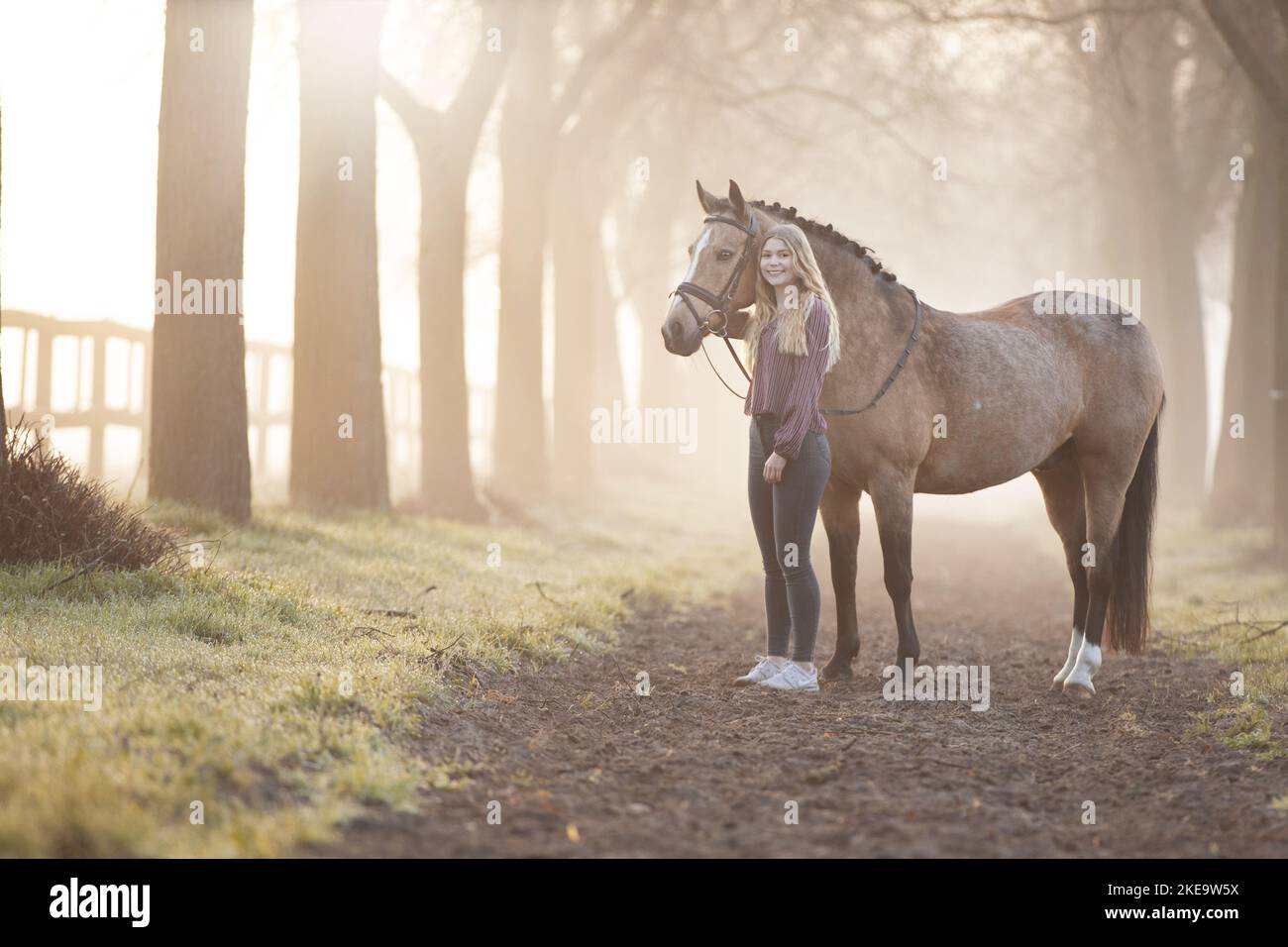 German Riding Pony Ranch Riding tack fence horses hi-res stock photography and images - Alamy