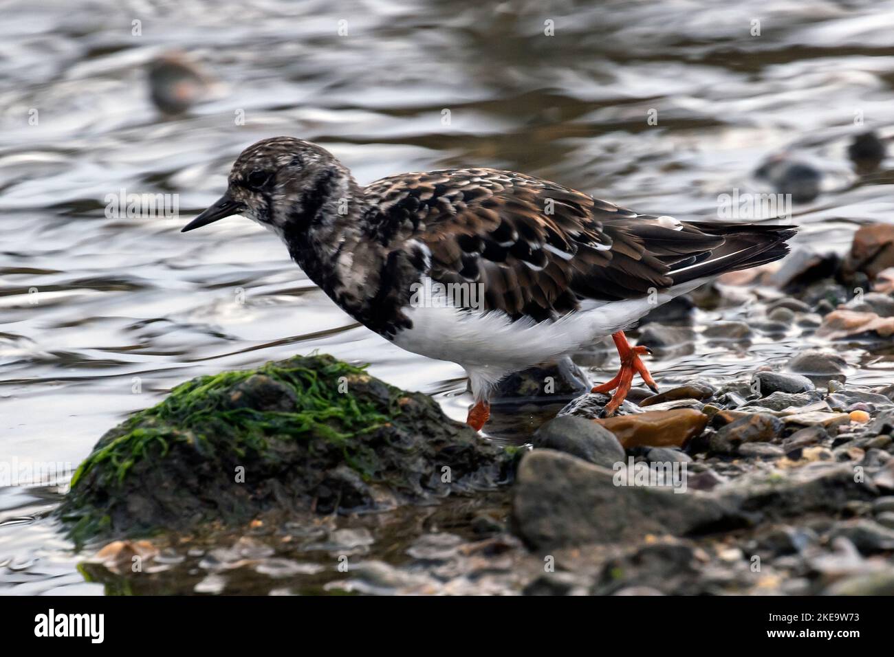 Turnstone on shore hi-res stock photography and images - Alamy
