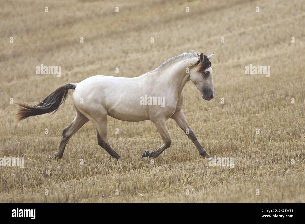 Native american horse running hi-res stock photography and images - Alamy