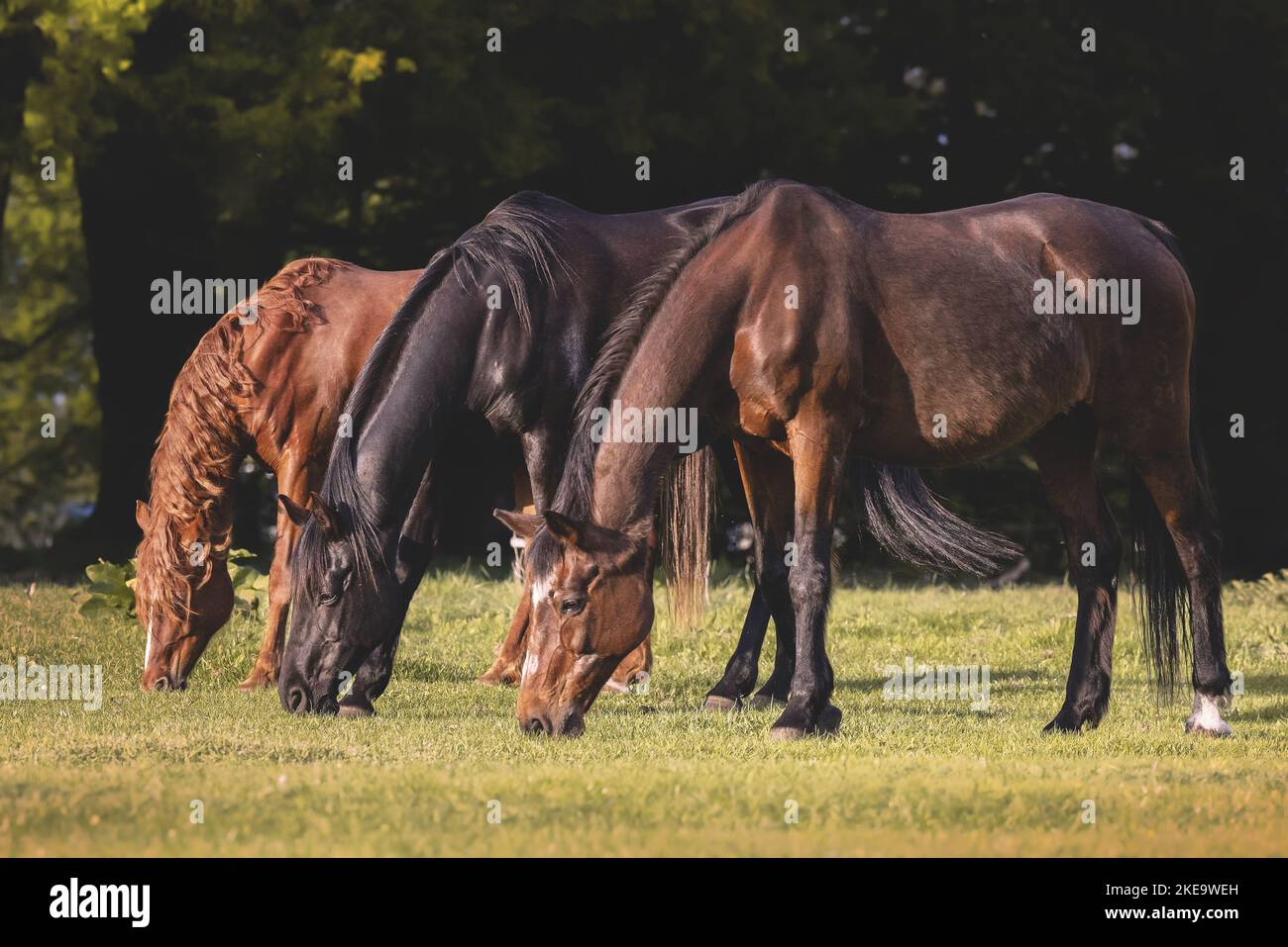 Horses eat grass group animals hi-res stock photography and images - Alamy