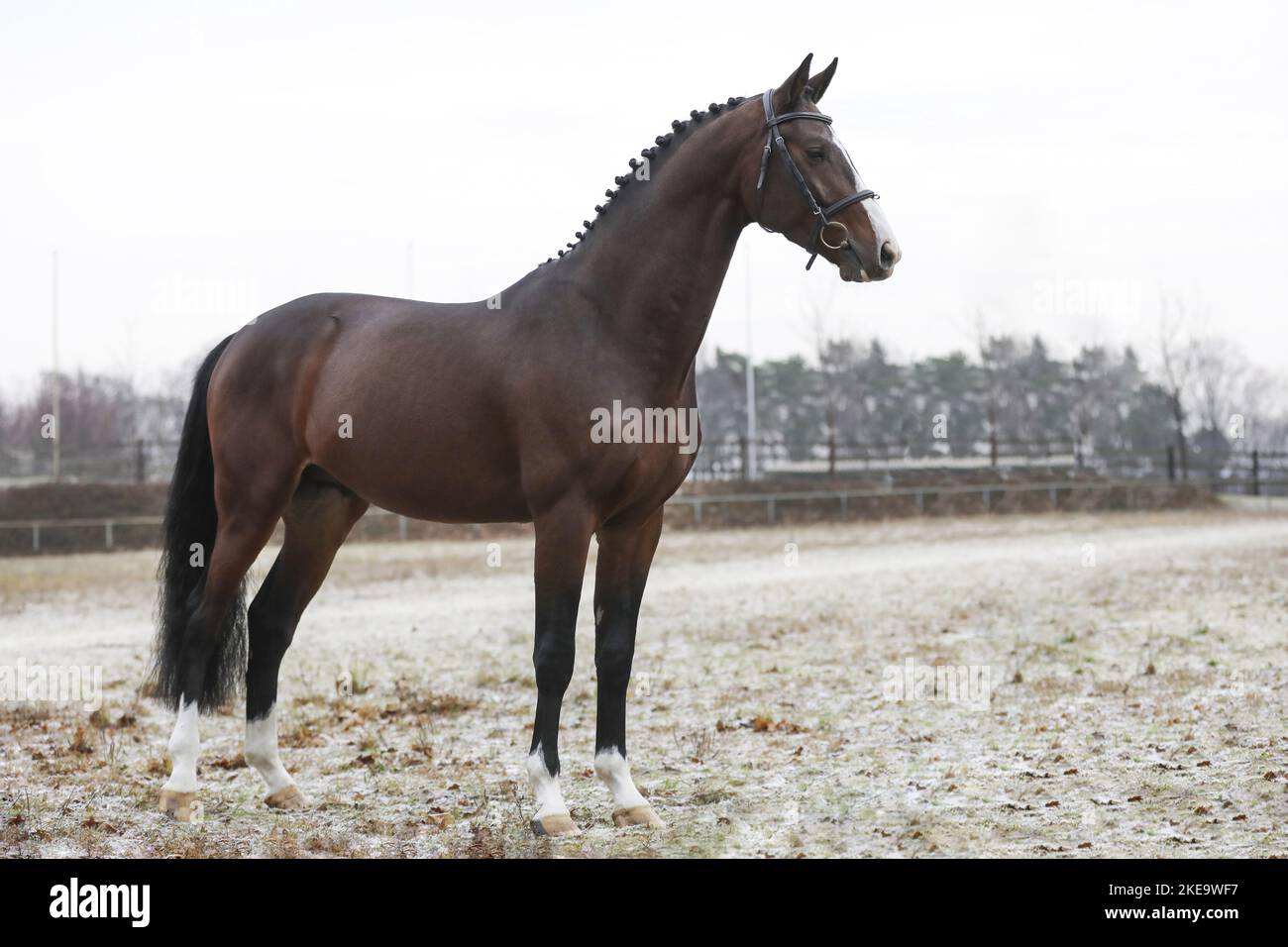 Oldenburg Horse stallion Stock Photo Alamy