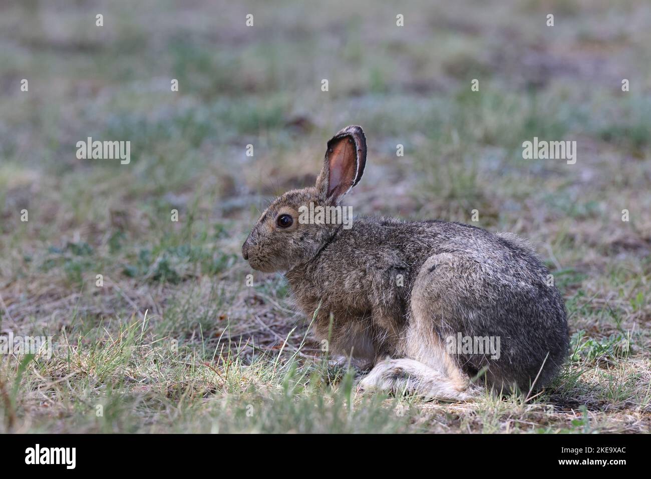 Snowshoe hare feet hires stock photography and images Alamy