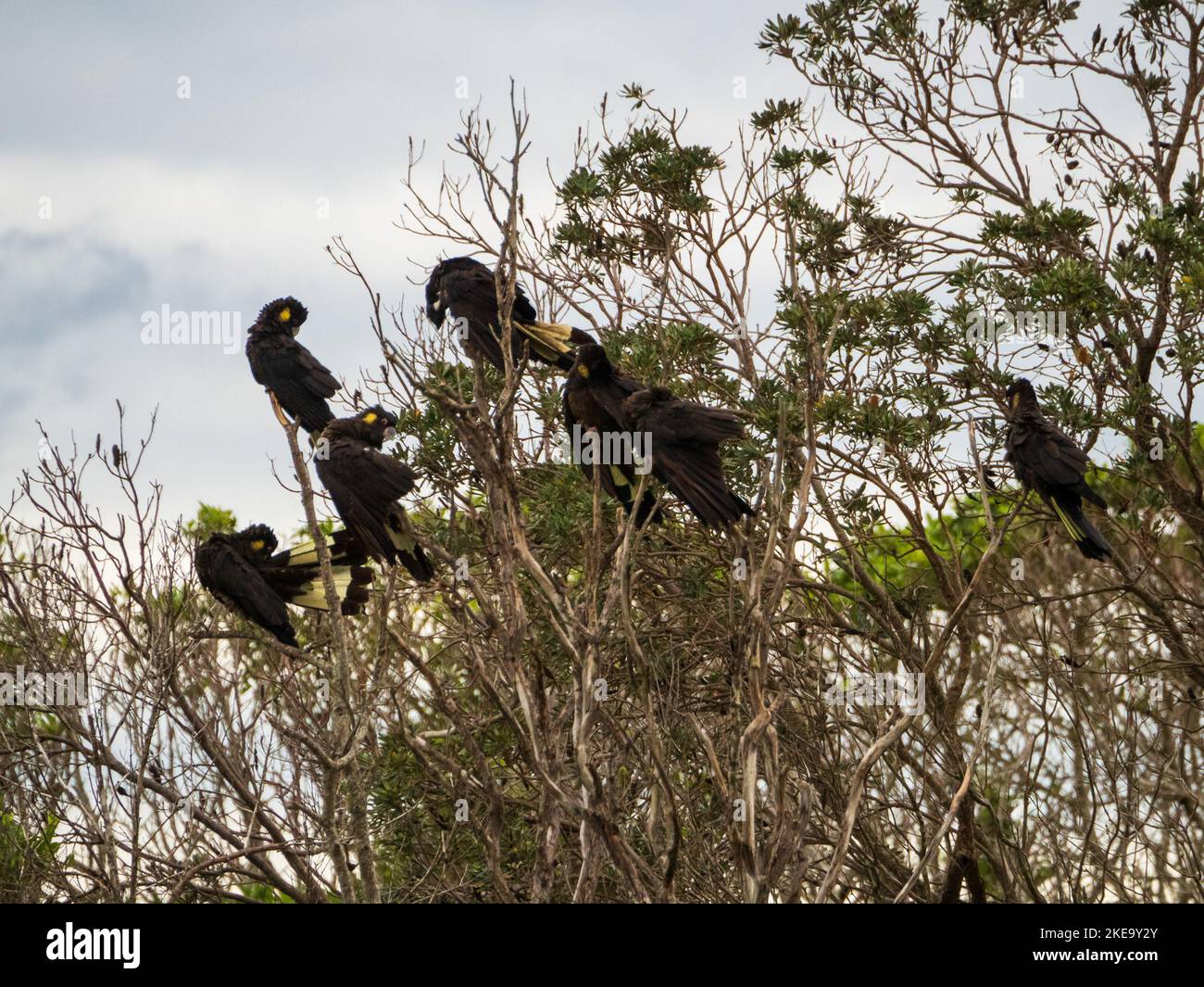 A flock of Yellowtailed Black Cockatoos , Australian native birds, in trees feeding on seeds