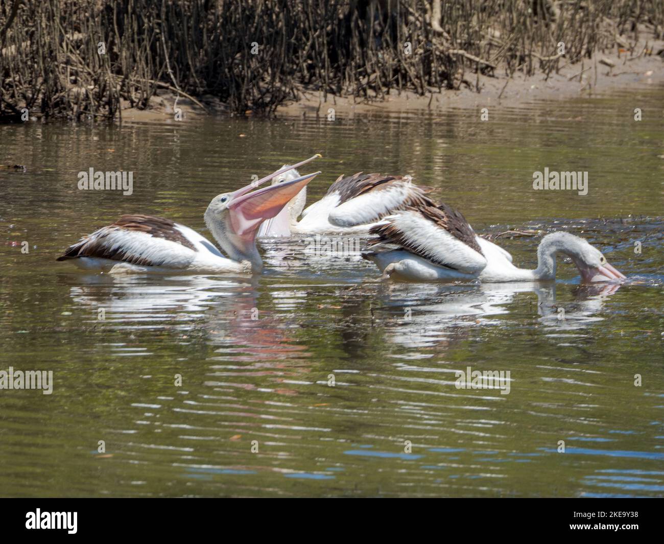 Pelicans eating and feeding on the river near some mangroves, one with its mouth open, Australia Stock Photo