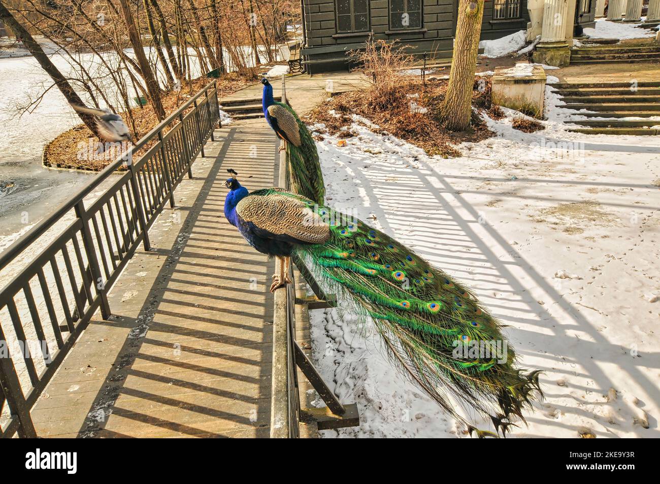 The adorable Peafowls with fabulous tails on wooden bench in Lazienki Krolewskie Park in Poland Stock Photo