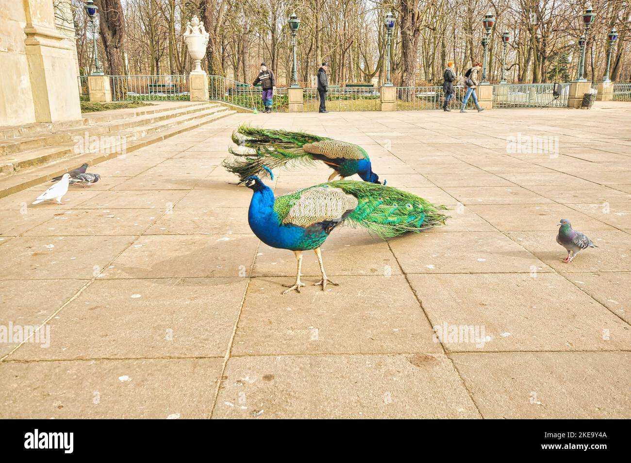 The adorable Peafowls with fabulous tails and pigeons wandering in Lazienki Krolewskie Park in Poland Stock Photo