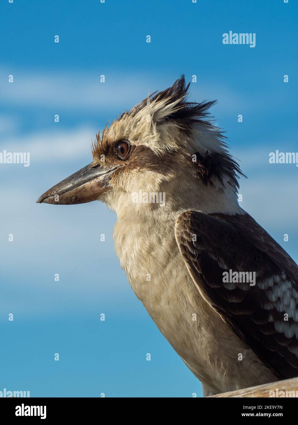 Kookaburra, Australian native bird, it’s head feathers all tufts